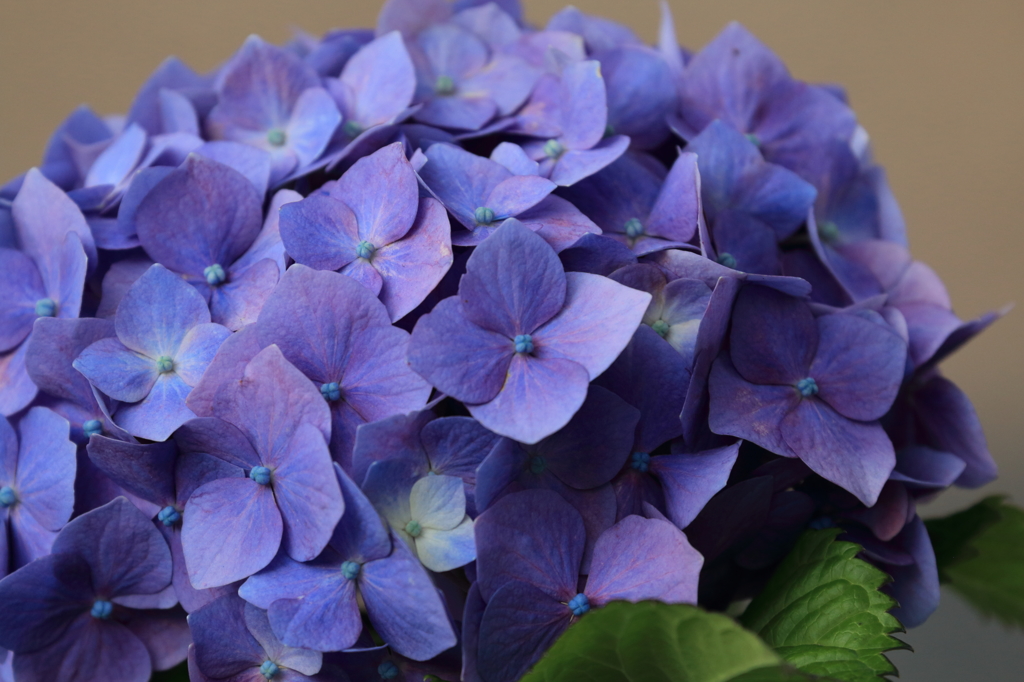 路傍の紫陽花