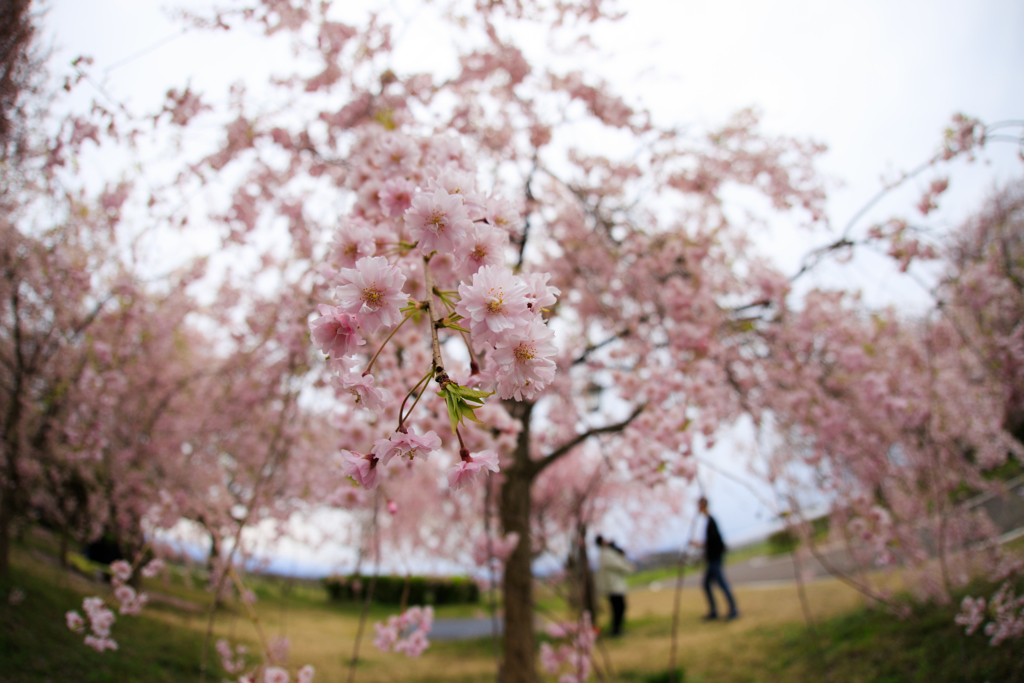 加治川治水記念公園