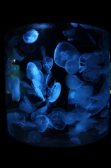 蒼い海月