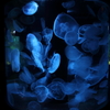蒼い海月