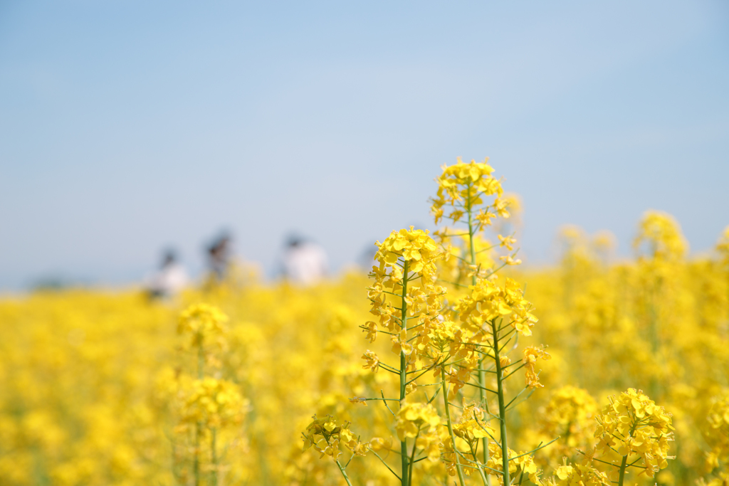 一面菜の花　其の二