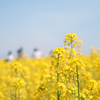 一面菜の花　其の二
