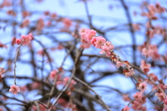 田上町梅林公園　其の二