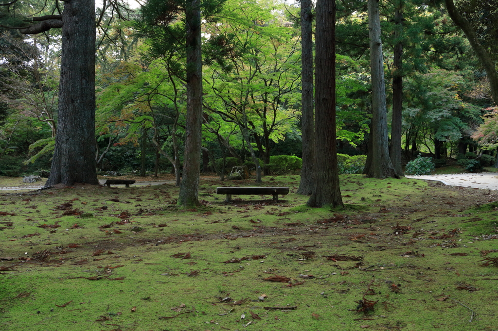 木陰のベンチ