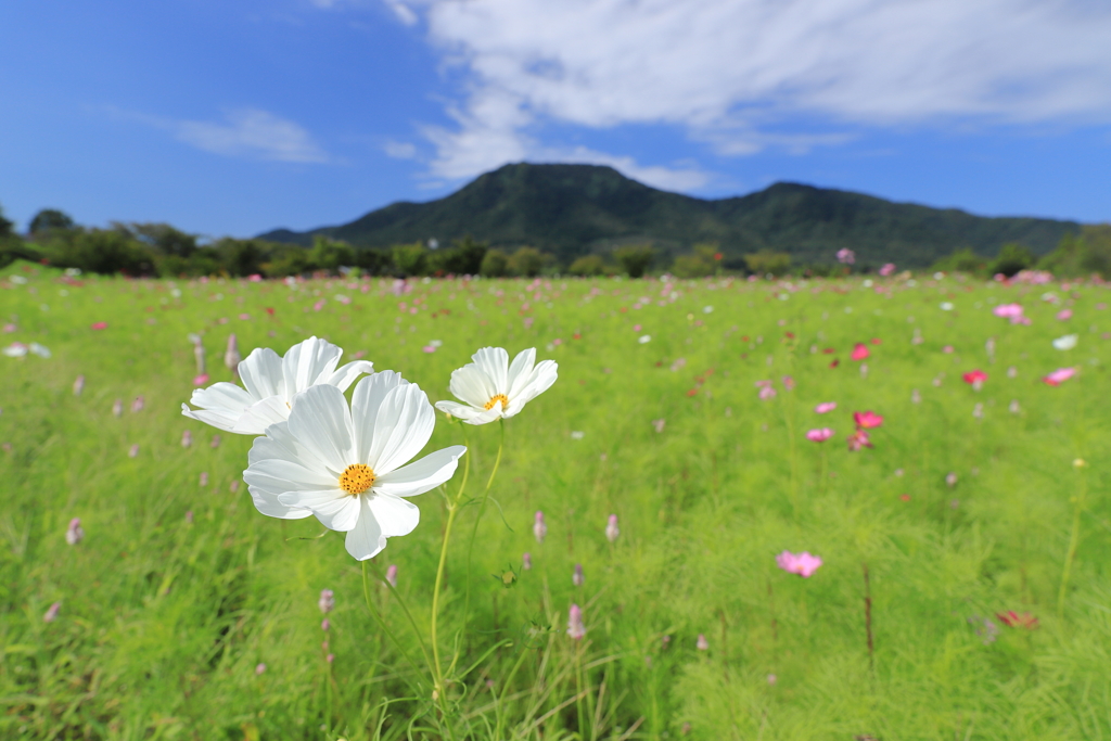 山のふもとの花畑