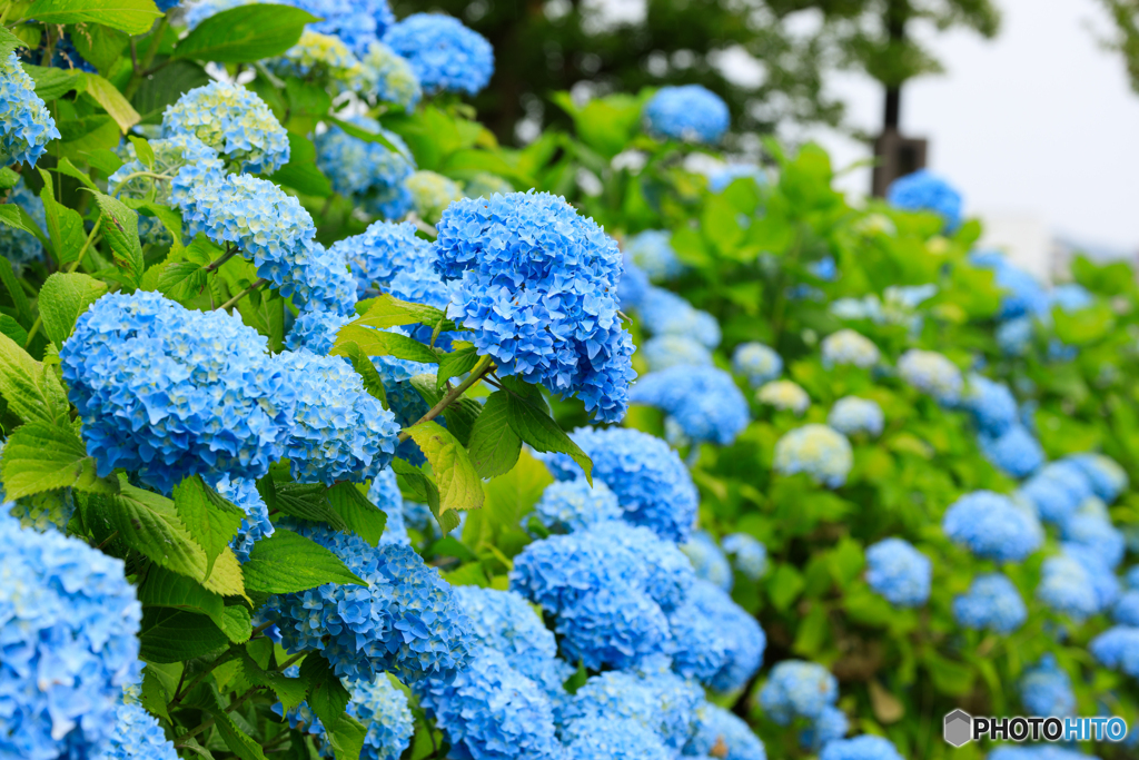 紫陽花