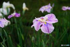 花菖蒲