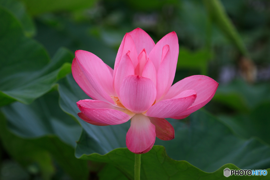 蓮花