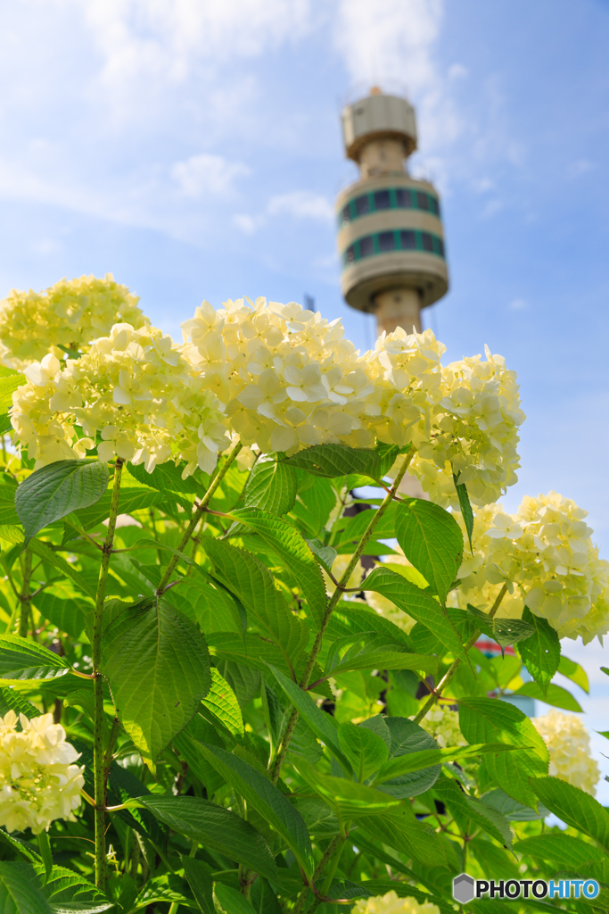 弥彦の紫陽花