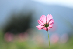 透花　其の二