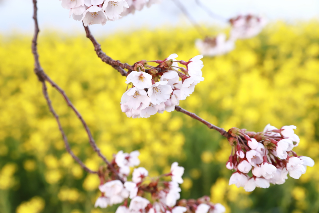 菜の花絨毯