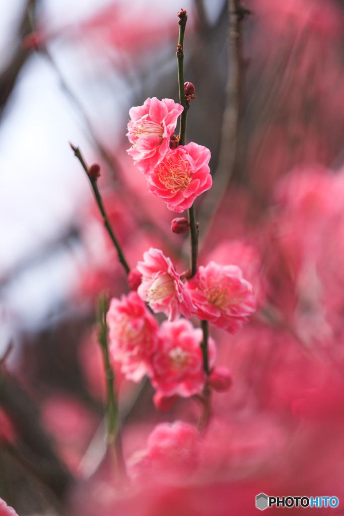 梅花