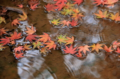 水紋