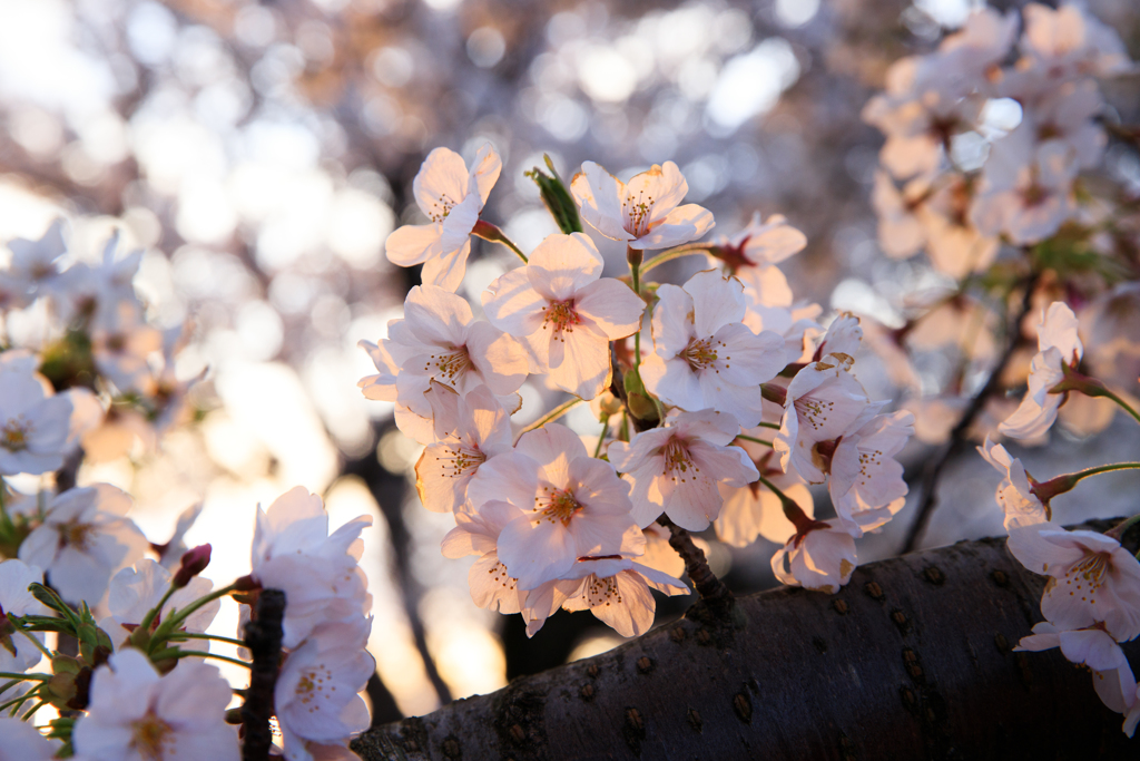 朝日桜　其の二