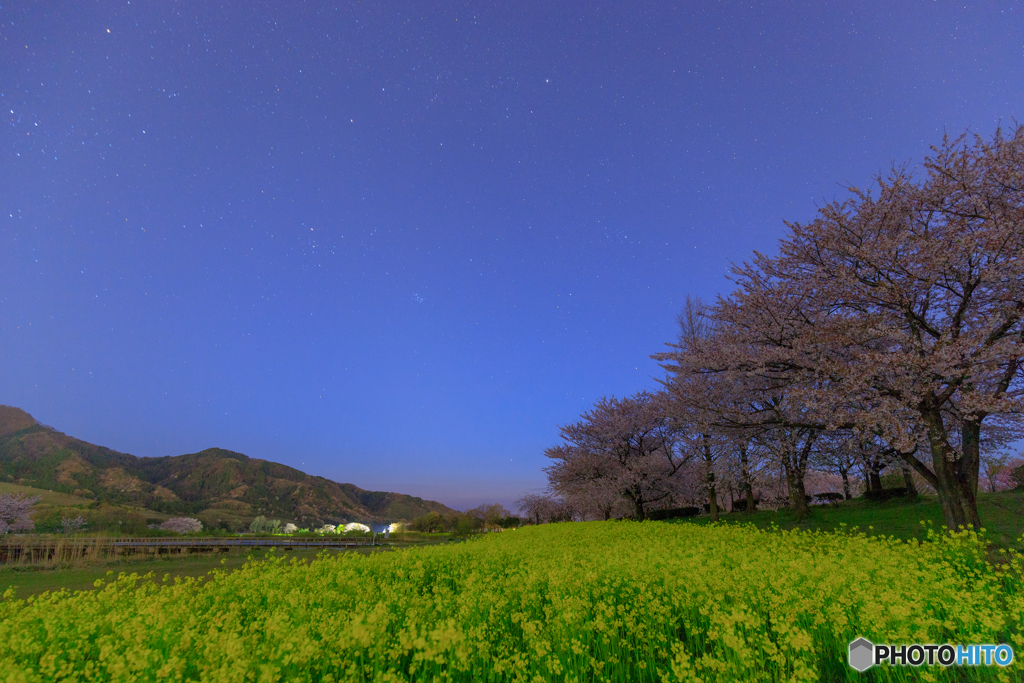 夜のお花見