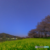 夜のお花見