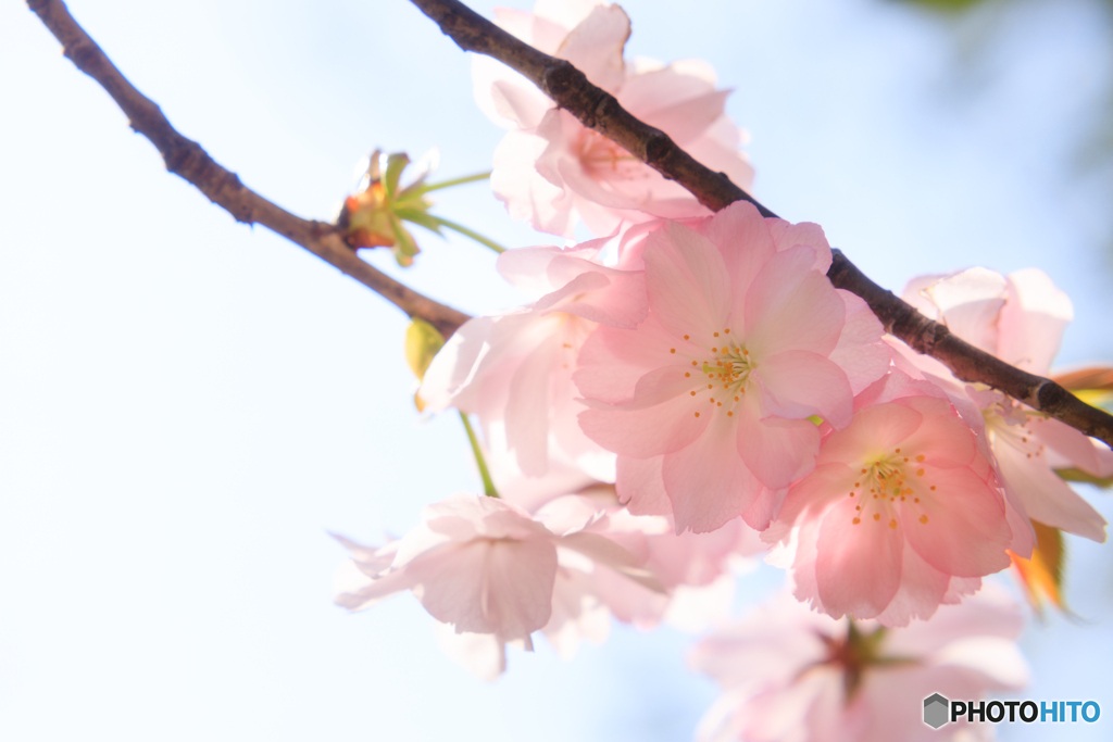 八重桜