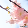 八重桜