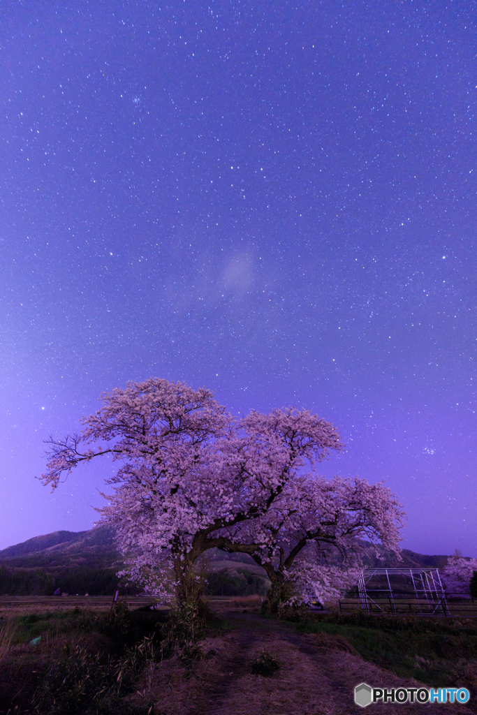 布目の夫婦桜