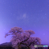 布目の夫婦桜