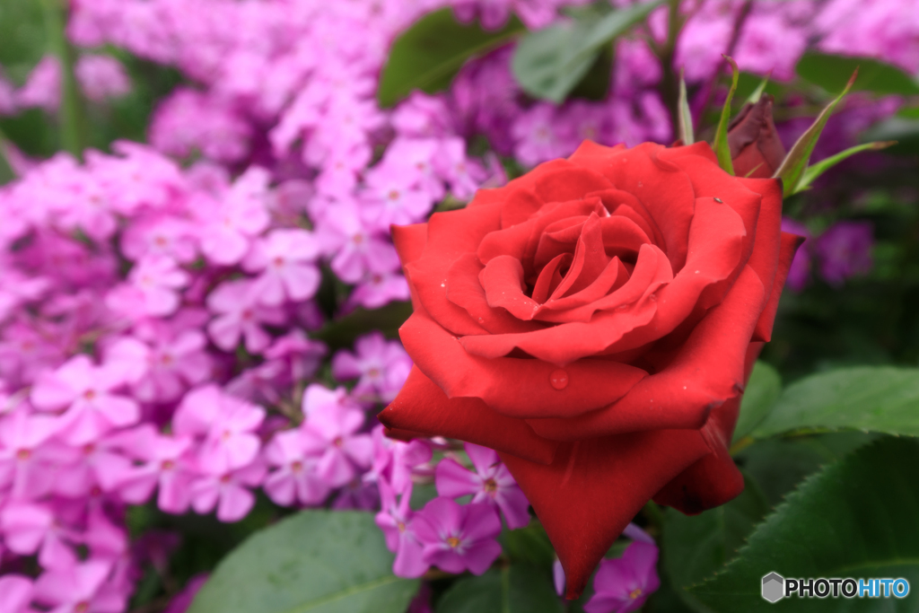 薔薇