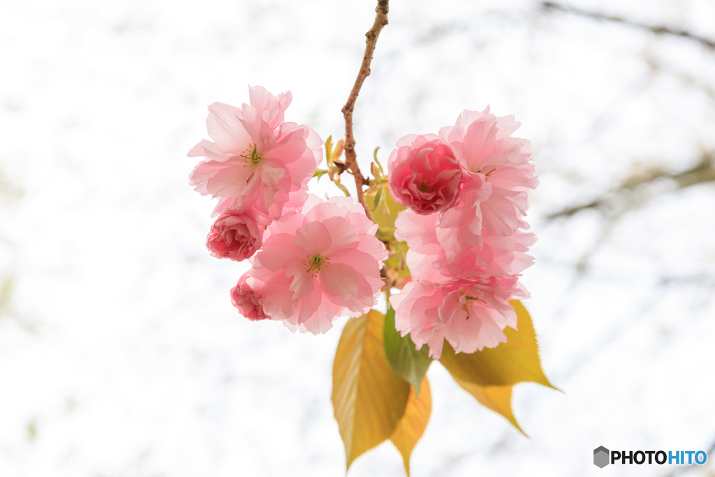 八重桜