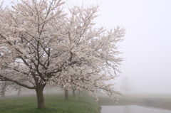 朝霧と桜