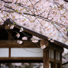 なごり桜