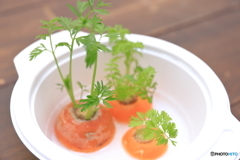 にんじんの森　其の二