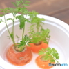 にんじんの森　其の二