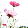 コスモス