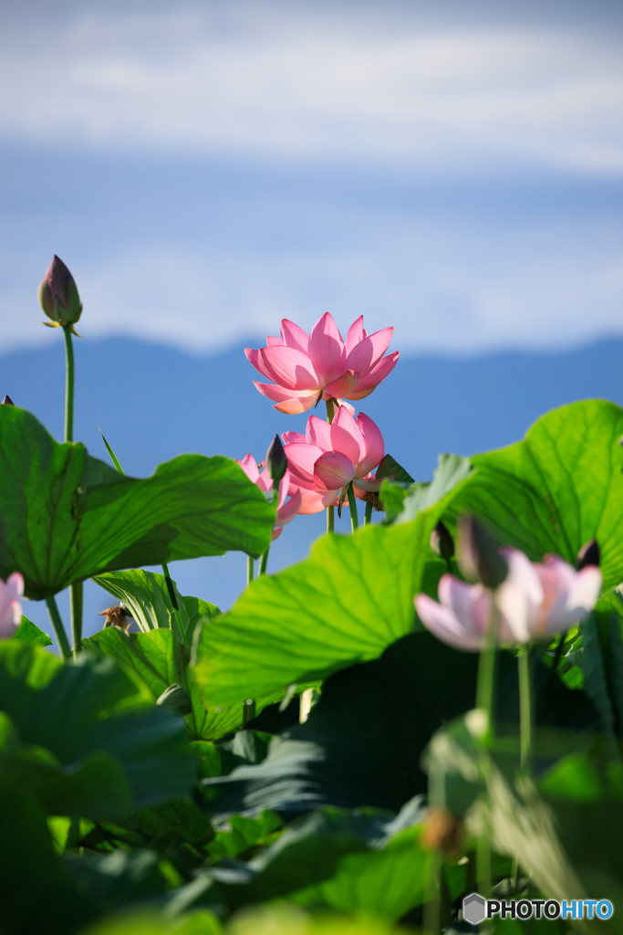 二蓮花