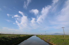 朝散歩　田んぼ1