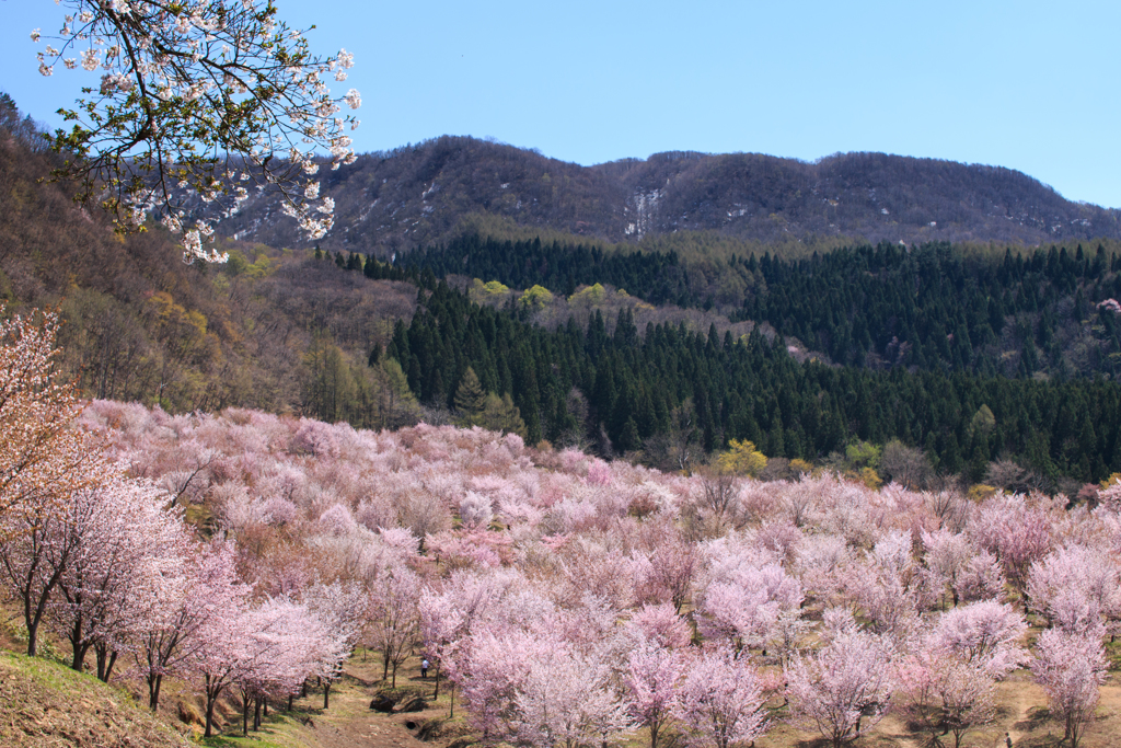 桜花乱舞
