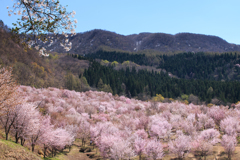 桜花乱舞