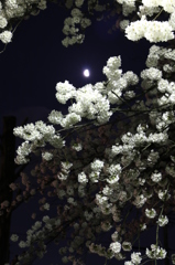 月と夜桜