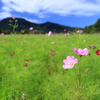 ふもとコスモス