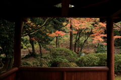 東屋に紅葉