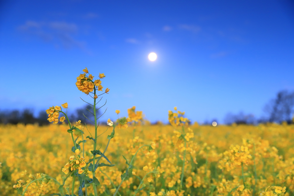 月光黄花