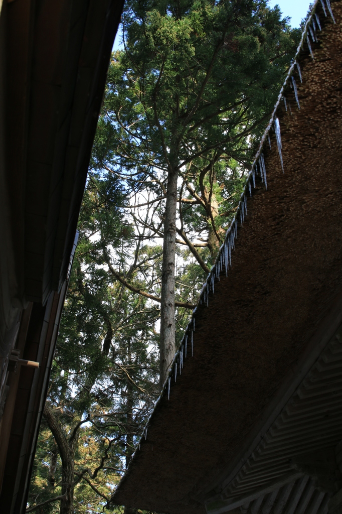 かやぶき屋根と杉
