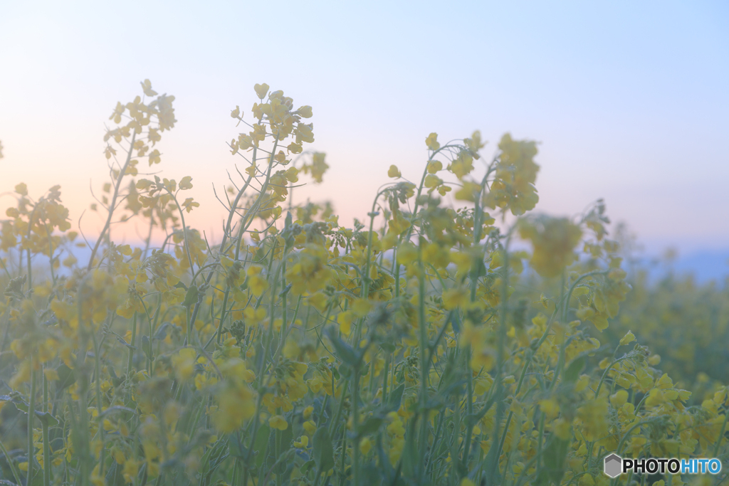 かすみかかる菜の花