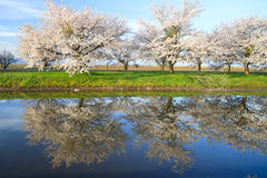 桜並木(偽)　其の二