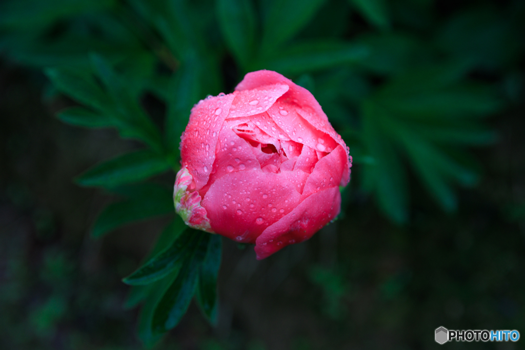 花開く前