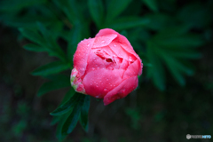 花開く前