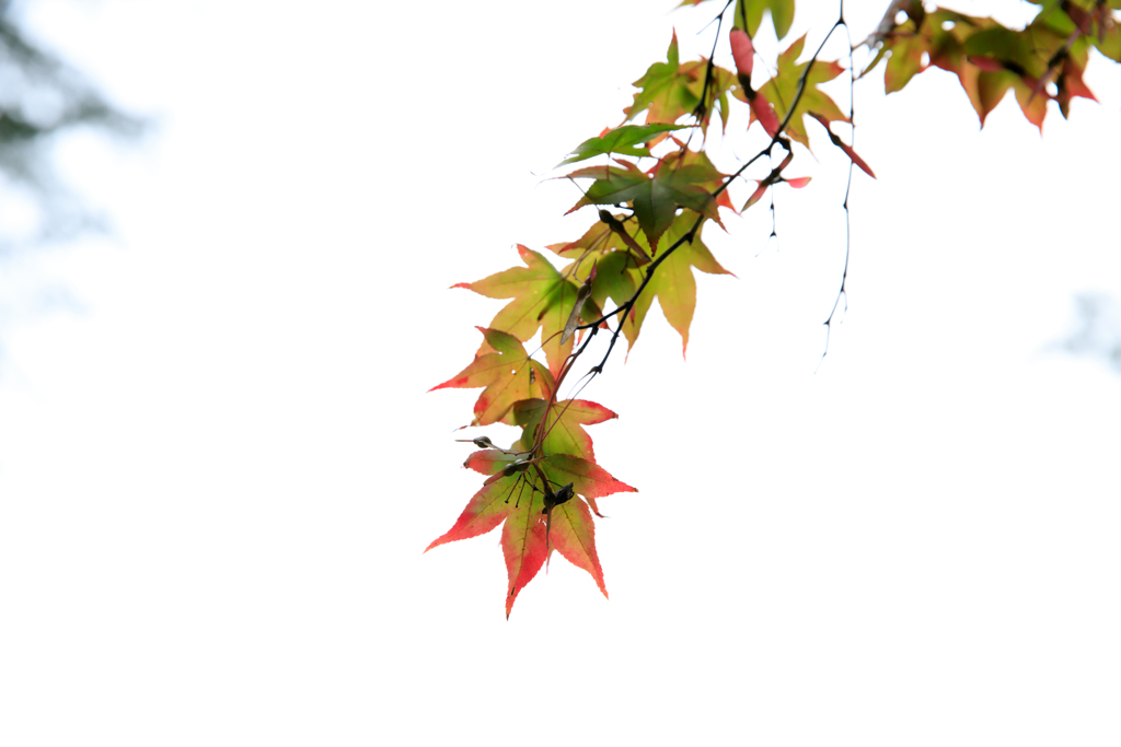 紅葉途中