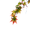 紅葉途中