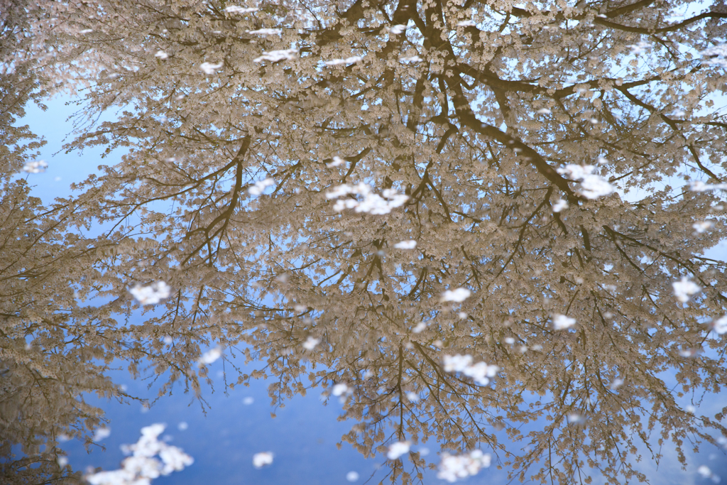 桜吹雪(偽)