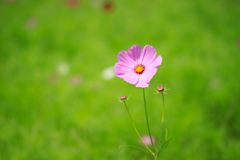 秋桜　其の一