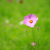 秋桜　其の一