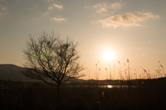 夕日、枯れ木、ススキ